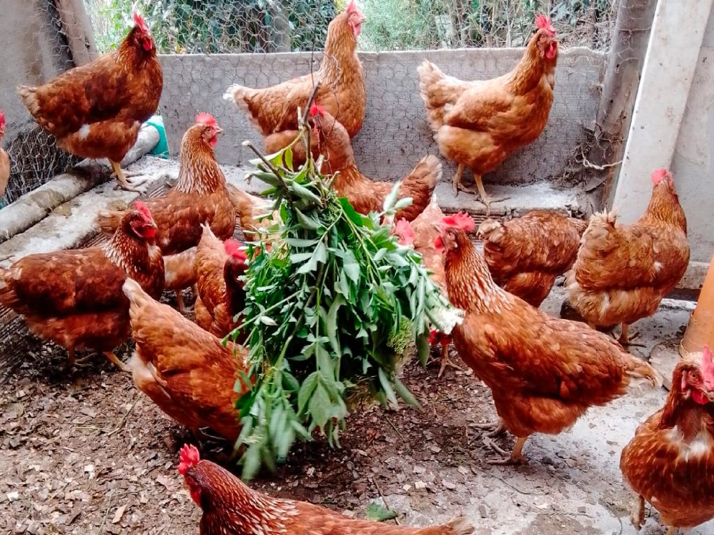 Chía fortalece la seguridad alimentaria y el emprendimiento con éxito en el proyecto avícola